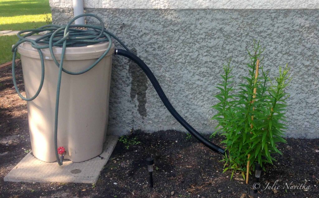 Image of a rain barrel in a flower bed next to a green plant. Collecting rainwater to use in our yard is one way to create a more sustainable home.