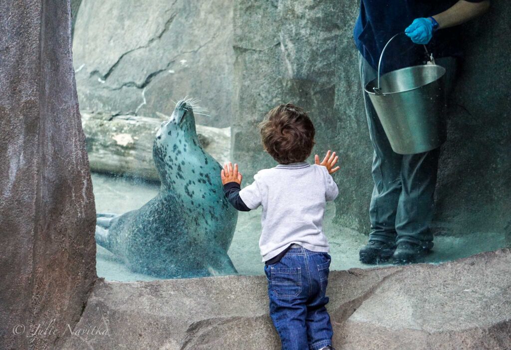 Image of a small child pressing their hands against the glass of a sea lion exhibit as an attendant feeds a sea lion from a bucket. Instilling a love of nature and animals in our children is important when it comes to teaching about sustainability.