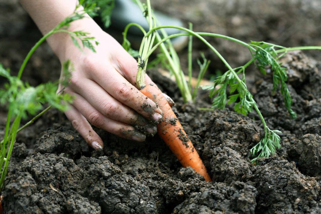 Image of a hand pulling a fulling grown carrot from a garden. Compost can help you grow plants without the need for fertilizer.