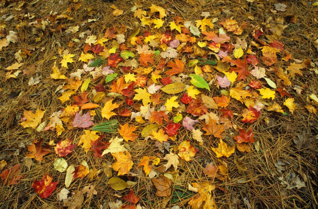 Image of autumn leaves of all colours strewn on the ground. Leaves are considered brown compost materials.