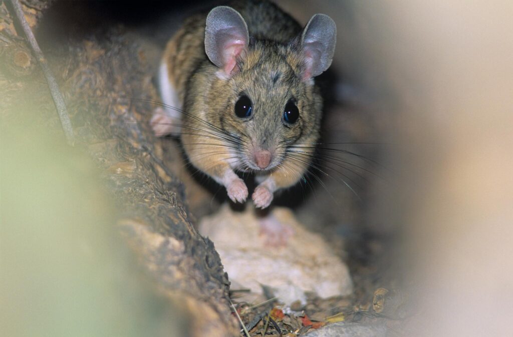 Image of a mouse hiding in a small space. Keep mice out of your compost with the tips found in this article.