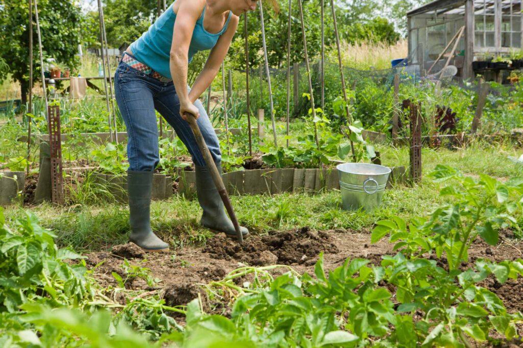 Image of a gardener digging in the soil of a home garden. Trenching may be a good option for your at home compost needs.
