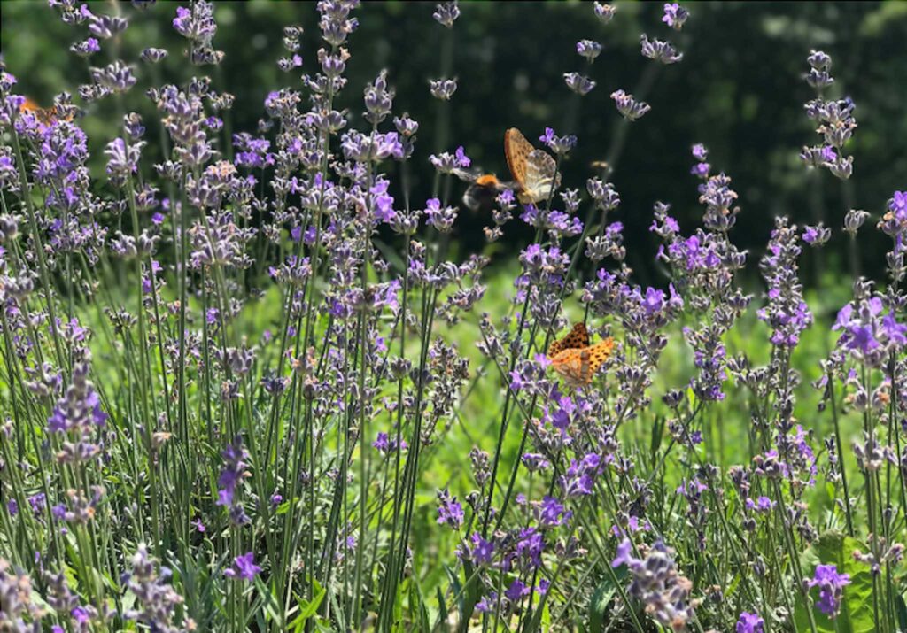 Image of wildflowers and grasses with monarch butterflies. Planting native grasses and pollinating flowers in the school field rather than traditional grass leads to a more sustainable school.