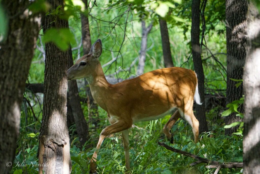 Image of a deer walking through a forested area.