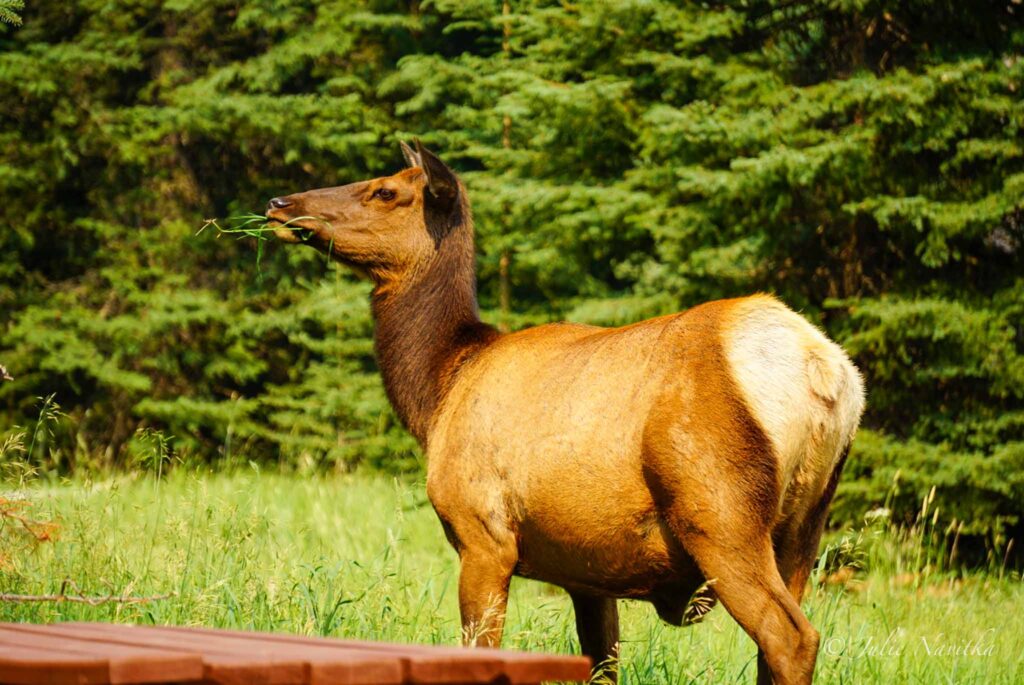 Image of an elk munching on some grass in a campground. Protecting and respecting wildlife is necessary to camp sustainably.