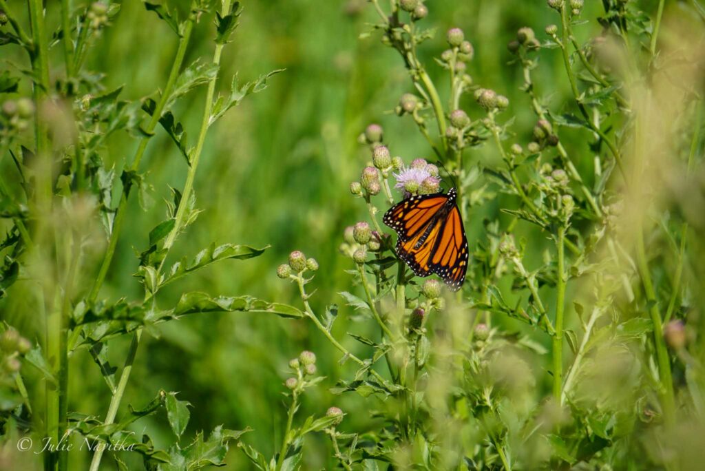 Image of a monarch butterfly on some wildflowers. Eliminating pesticides creates a more environmentally friendly park.