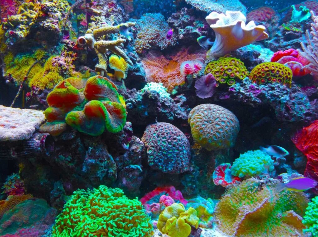 Image of a colourful coral reef underwater. Chemical sunscreens contain ingredients that can lead to coral bleaching and not considered eco-friendly sunscreens.