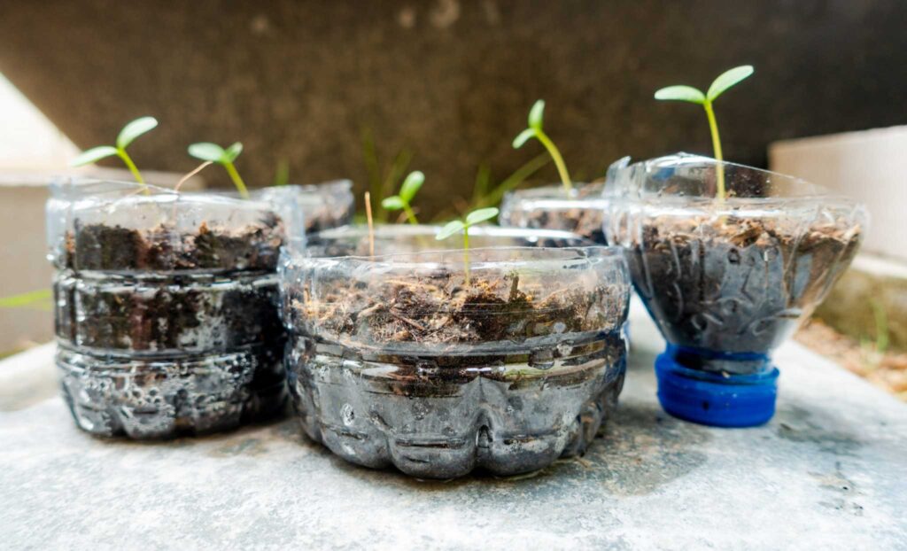 Image of small plants sprouting in recycled plastic bottles. 