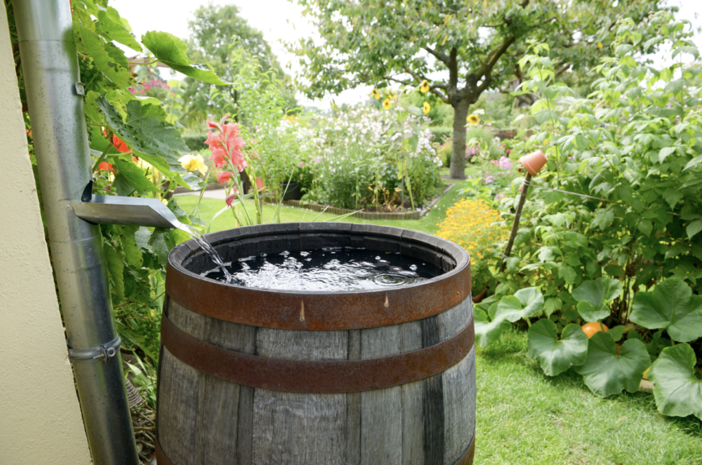 Image of a rain barrel with a lush green yard in the background. Using rainwater for your garden and flowerbeds can save a lot of water.