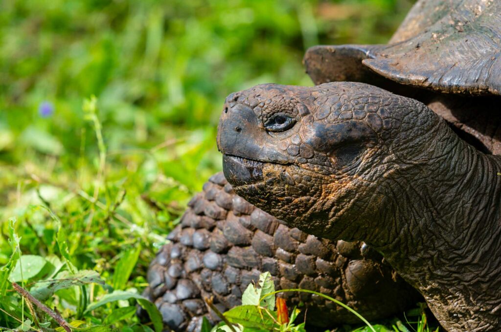 Close up image of a Galapagos Giant Tortoise resting in green groundcover.