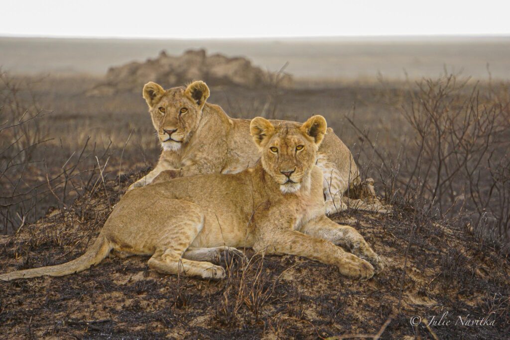 Image of two lions laying side by side and looking at the camera in Serengeti National Park Reserve. 