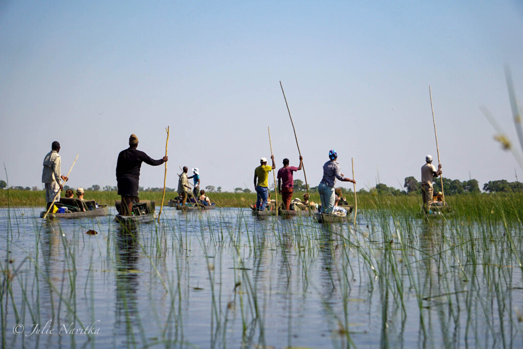 Image in the Okavango Delta, Botswana of traditional wooden canoes being pole-driven through the water. Ecotourism benefits locals by providing steady and fair employment.