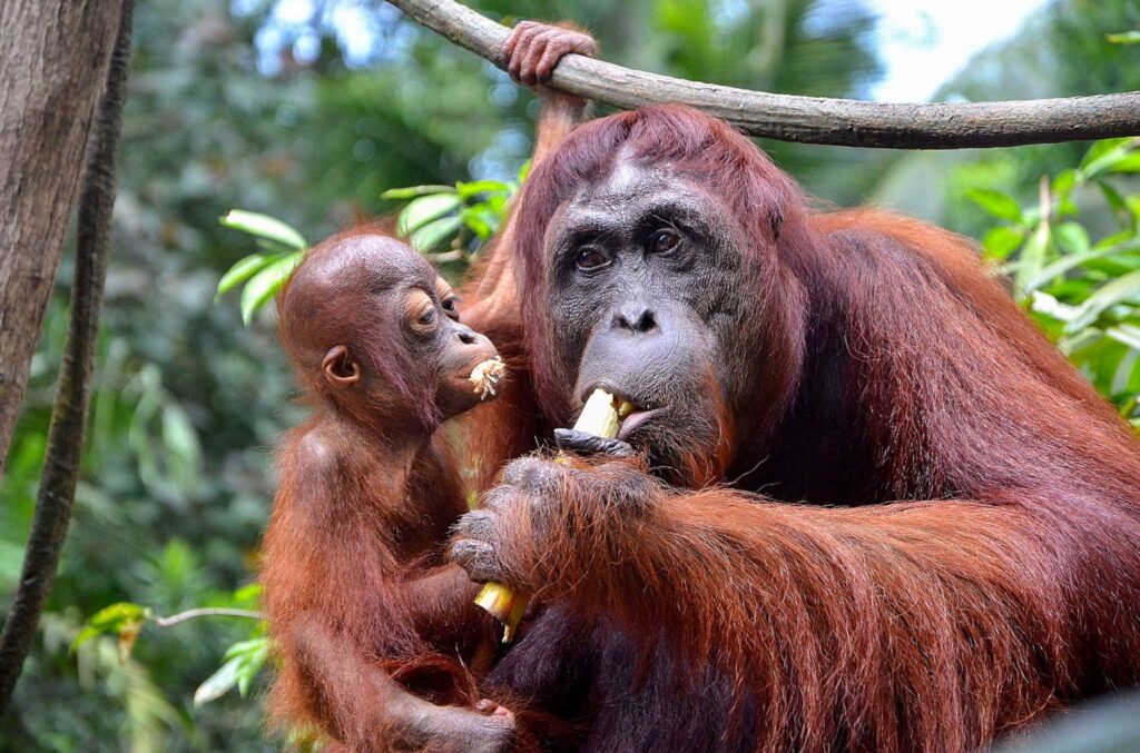 Image of a mother and baby orangutan eating a banana. Borneo is an ecotourism hub where you can see these incredible animals.