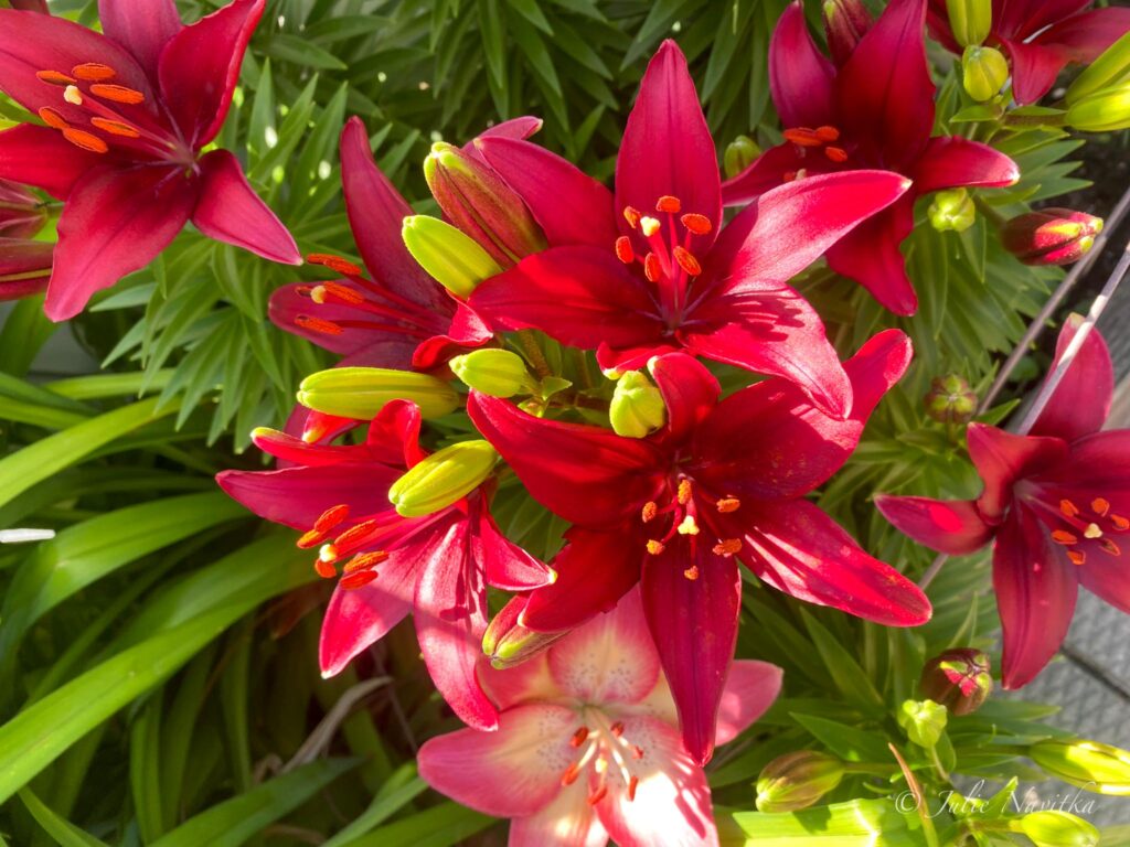 Image of a bouquet of dark fuschia coloured lilies growing in an outdoor garden. Adding flower beds rather than grass to your yard is more sustainable.