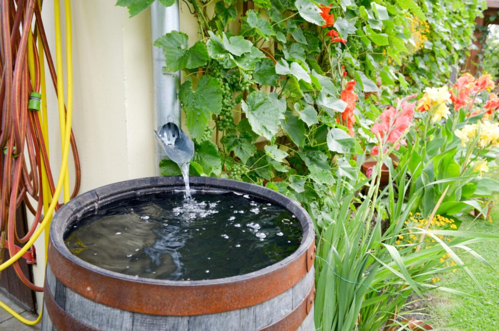 Image of a rain barrel collecting water from a down spout on a home.
