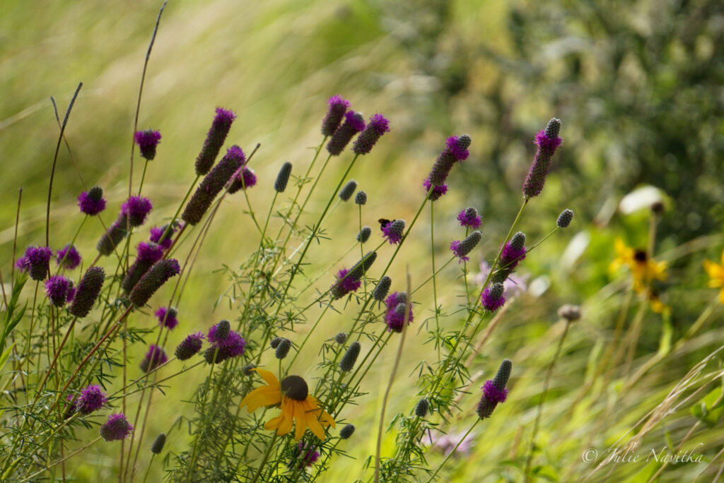 Image of a variety of wildflowers and grasses. Planting native wildflowers and grasses rather than turf grass leads to a more sustainable outdoor space.