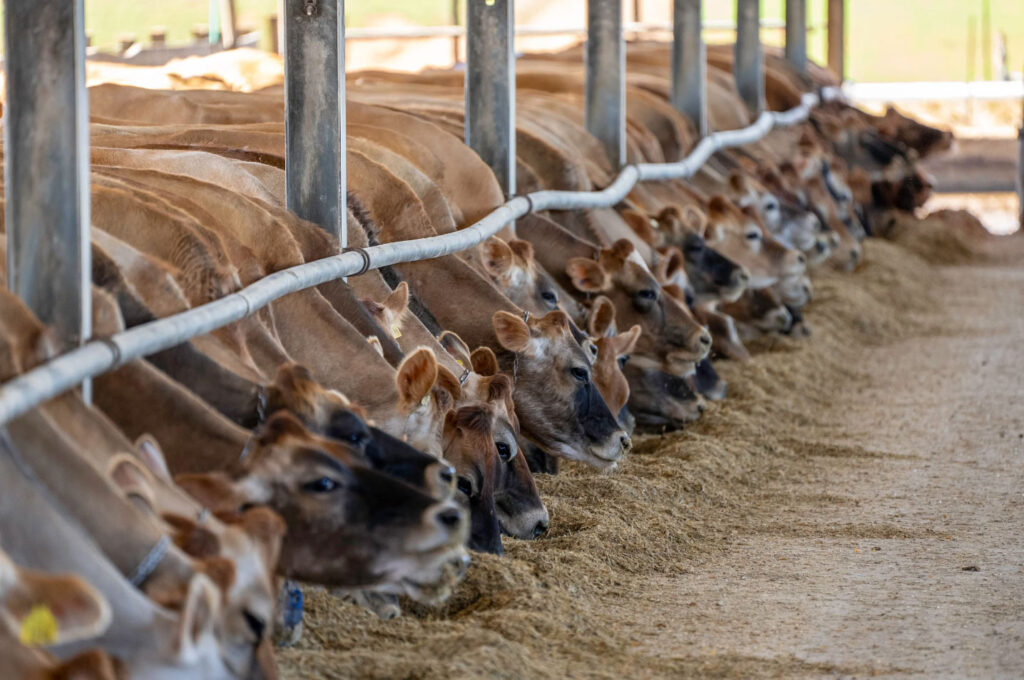 Image of a line of cows in corral. Eating less meat will help you save money and be more sustainable on a budget.