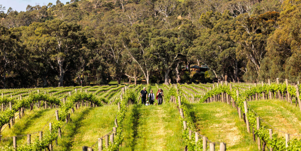 Image of three people walking amongst the vines at Gemtree Winery on a sustainable wine tour.