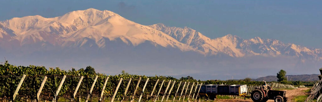 Image of the vineyards at Masi Tupungato with mountains in the background.