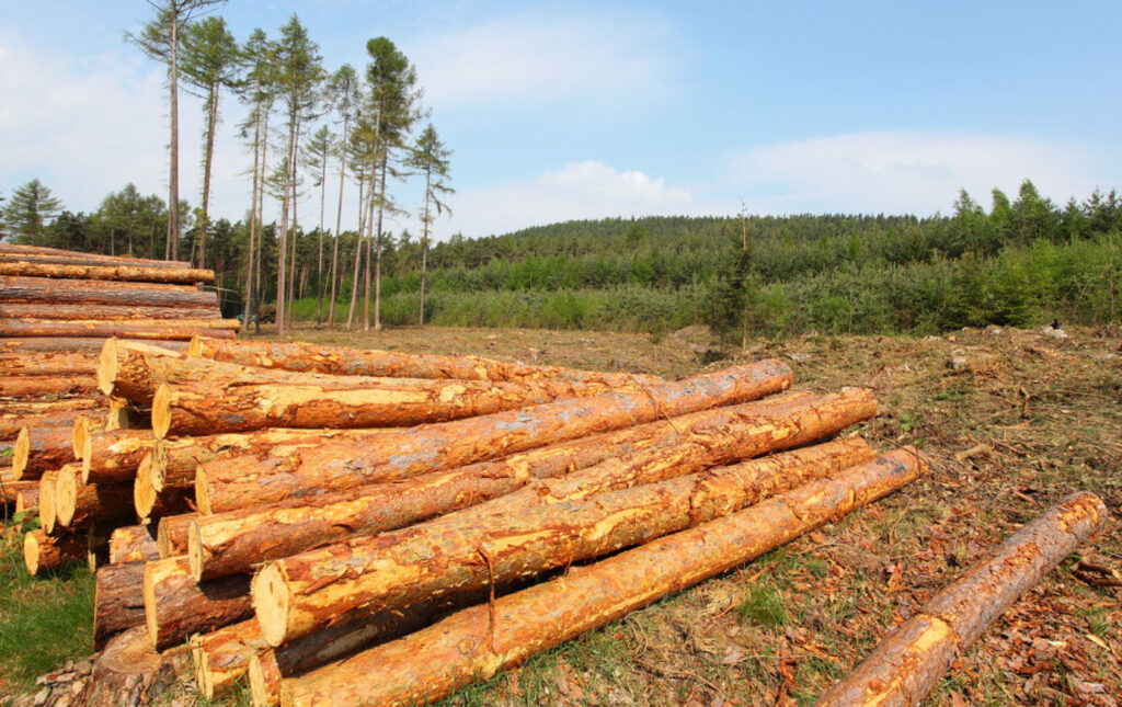 Image of many freshly cut down trees being clear-cut in a forest.