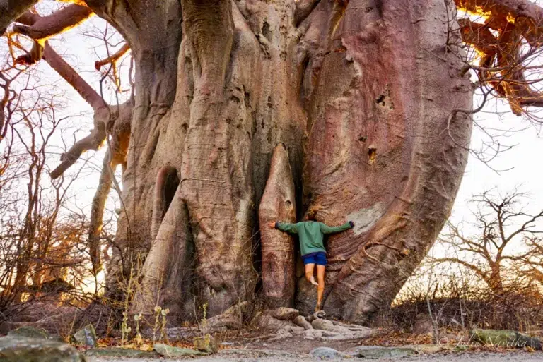image of the website author hugging a gigantic baobab tree.