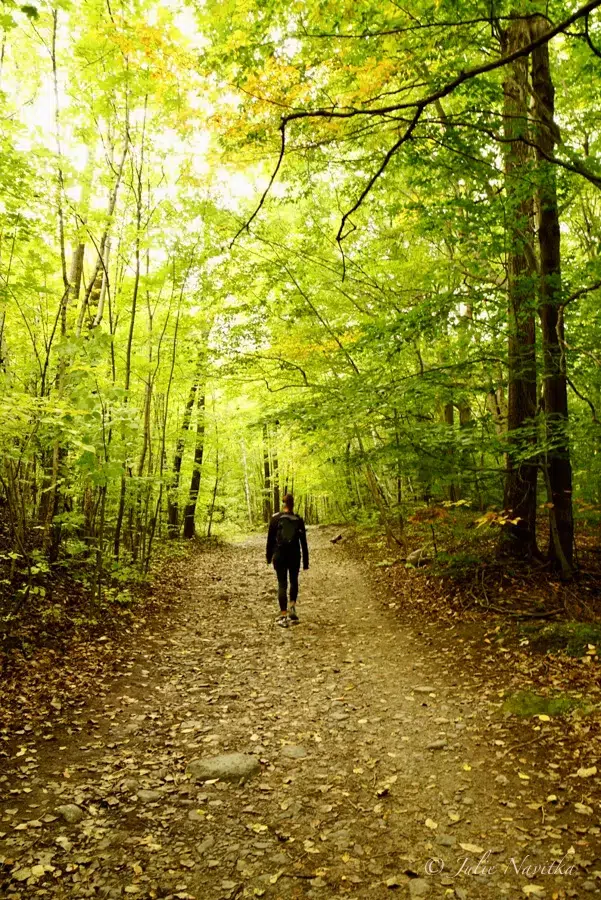 Image of a person walking along a trail in a forest of bright green foliage.