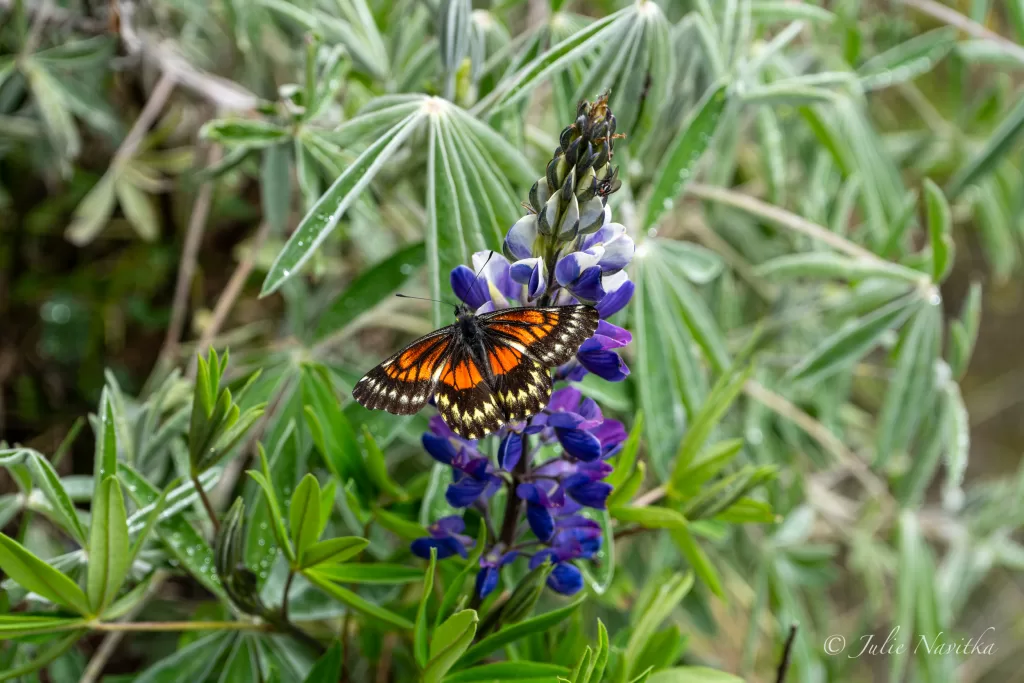 Image of a an orange and black butterfly on a purple lupine with greenery in the background.