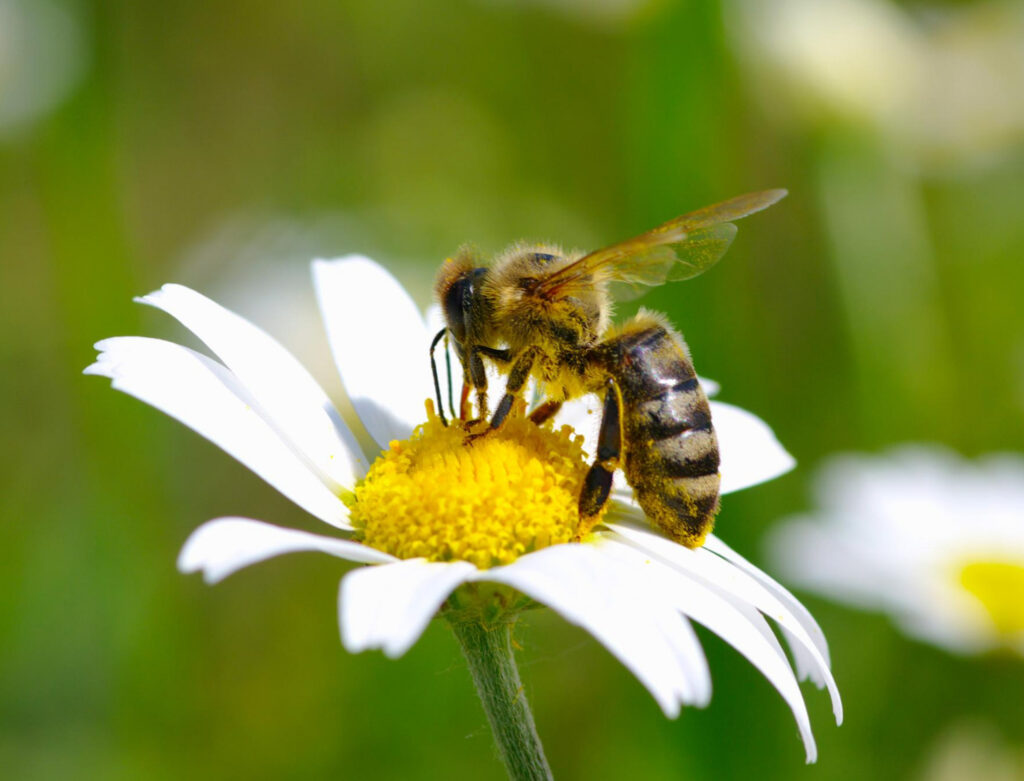 Image of a honeybee on a daisy. There are no animal by-products in cosmetics that are vegan.