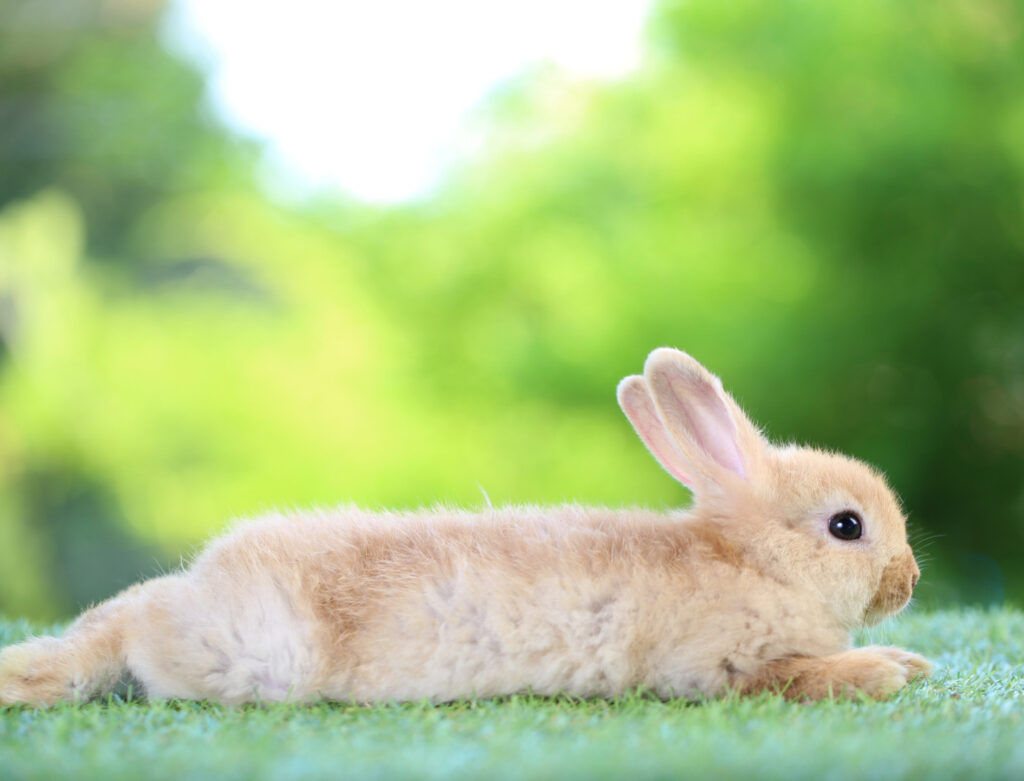 Image of a bunny lying stretched out in the grass. Cosmetics free of animal testing are becoming more sought after by consumers.