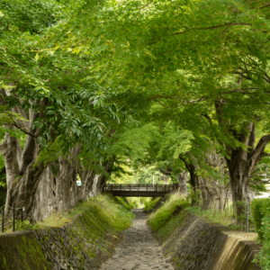 Image of the Maple Corridor print.