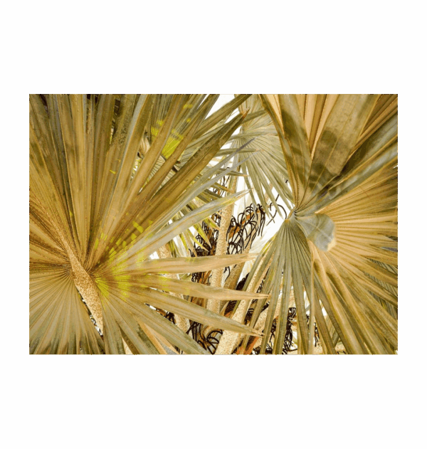 Image of the "Under the Palms" photography print.