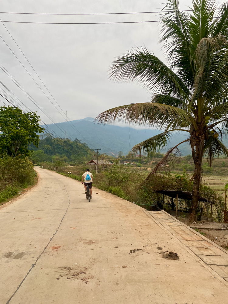 Image of a person riding a bike on an empty street  past a palm tree outside of Vang Vieng, Laos. 