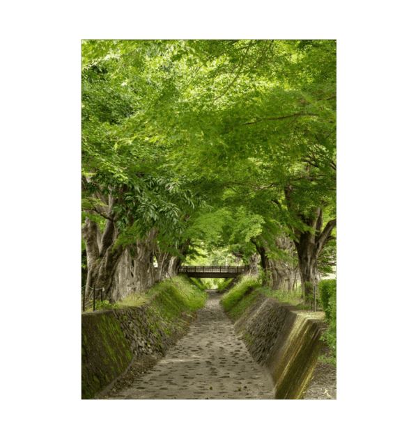 Maple Corridor Print - Image 5