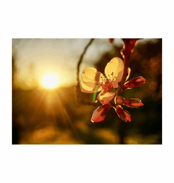 Sunset Blossom Print - Image 5
