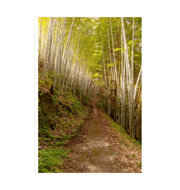 Bamboo Pathway Print - Image 6
