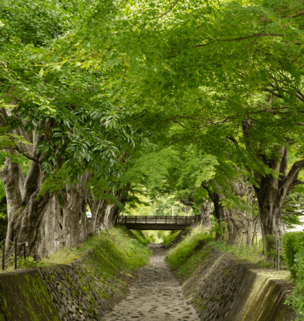 Maple Corridor Print - Image 2