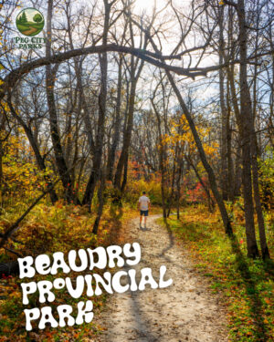 Image of a forest in autumn with a man walking on a trail and the title "Beaudry Provincial Park" overlaid.