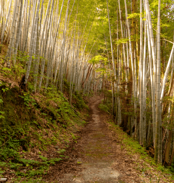 Bamboo Pathway Print - Image 3