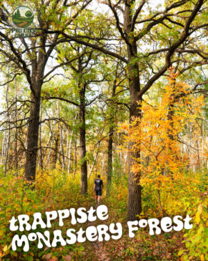 Image of the Trappiste Monastery Forest Peg City Parks Scavenger Hunt cover - a man walking on a trail ablaze with fall foliage.